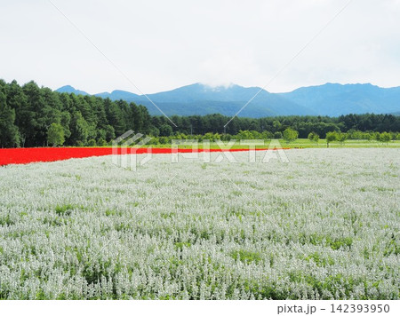 長野県 広大なサルビアの花畑 8月 長野県 広大なサルビアの花畑 8月 142393950