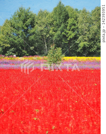 長野県 カラフルな花畑 8月 長野県 カラフルな花畑 8月 142393951