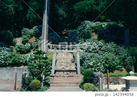 紫陽花に彩られた神社の石段と緑の参道 142394038