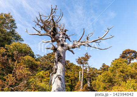 屋久島世界自然遺産 白骨樹 (冬 屋久島世界自然遺産 白骨樹 (冬 142394042