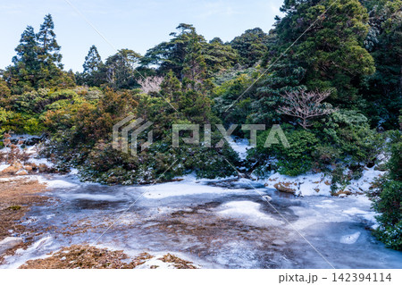 屋久島世界自然遺産　高層湿原花之江河(冬 142394114