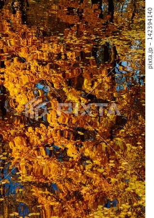 magic reflection of yellow trees in the Karpiev pond in the Summer Garden in clear autumn sunny day, an incredible reflection of yellow leaves on the surface of the water, Russia, Saint Petersburg magic reflection of yellow trees in the Karpiev pond in the Summer Garden in clear autumn sunny day, an incredible reflection of yellow leaves on the surface of the water, Russia, Saint Petersburg 142394140