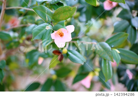 可愛い 小さい ツバキの花 可愛い 小さい ツバキの花 142394286