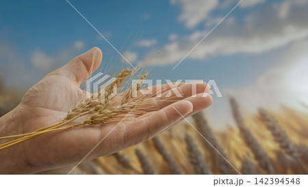 Hand Holding Golden Wheat Ears. 142394548