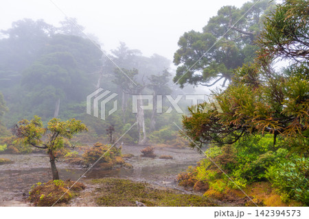 屋久島世界自然遺産 高層湿原小花之江河(春 屋久島世界自然遺産 高層湿原小花之江河(春 142394573