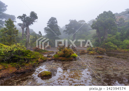 屋久島世界自然遺産 高層湿原小花之江河(春 屋久島世界自然遺産 高層湿原小花之江河(春 142394574