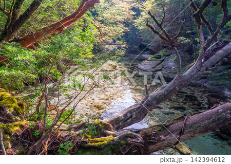 屋久島世界自然遺産　淀川渓谷　(春 142394612