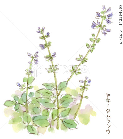 夏〜秋の植物、紫色の花を咲かせるアキノタムラソウ(秋の田村草)の水彩画イラスト 夏〜秋の植物、紫色の花を咲かせるアキノタムラソウ(秋の田村草)の水彩画イラスト 142394665