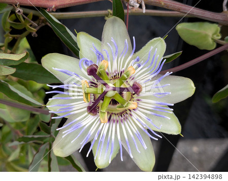 繊細な花姿を見せるトケイソウのクローズアップ 142394898