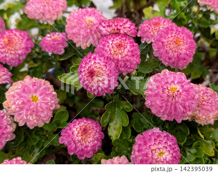 丸く可憐に咲きそろうピンク色のポンポン菊 142395039