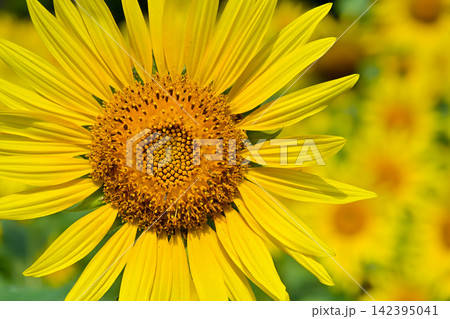 ヒマワリの花(Sunflowers) ヒマワリの花(Sunflowers) 142395041