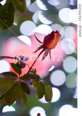 薔薇と光 142395293