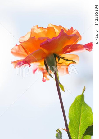オレンジのバラの花 オレンジのバラの花 142395294