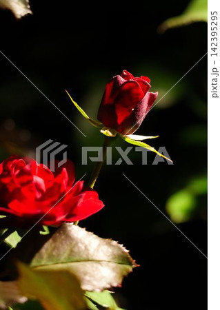 夜薔薇 142395295