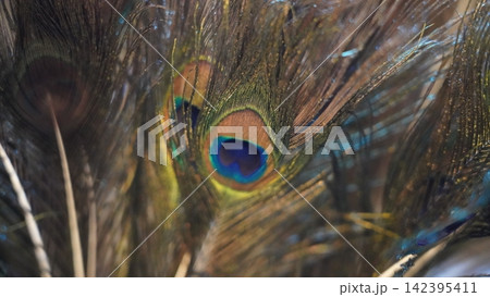 Close up of a Peacock Feather Macro Photography 142395411
