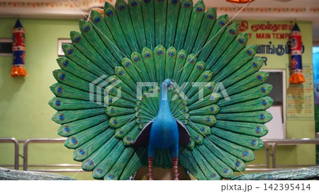 Colorful Peacock Sculpture Feathers Display in Temple Colorful Peacock Sculpture Feathers Display in Temple 142395414