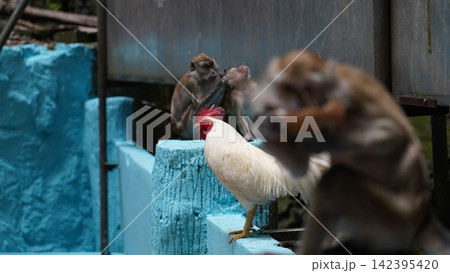 Rooster and Monkeys in Natural Habitat Rooster and Monkeys in Natural Habitat 142395420