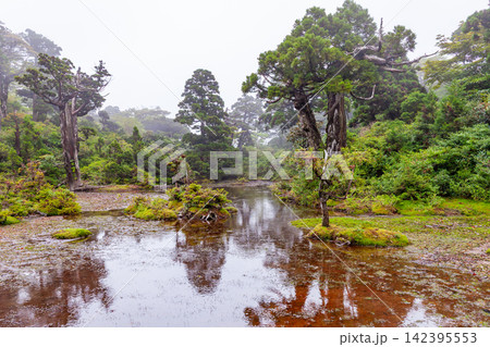 屋久島世界自然遺産 高層湿原小花之江河(夏 屋久島世界自然遺産 高層湿原小花之江河(夏 142395553