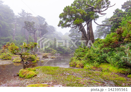 屋久島世界自然遺産　高層湿原小花之江河(夏 142395561