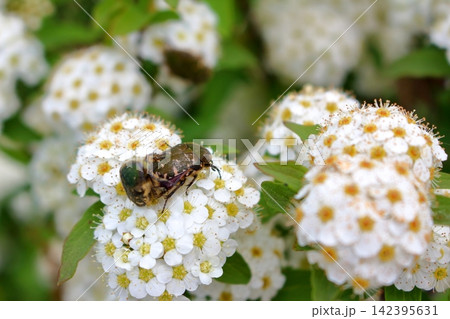 白いお花で戯れる虫たち 142395631