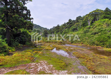 屋久島世界自然遺産　高層湿原花之江河(夏 142395661