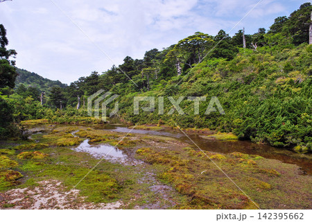 屋久島世界自然遺産 高層湿原花之江河(夏 屋久島世界自然遺産 高層湿原花之江河(夏 142395662