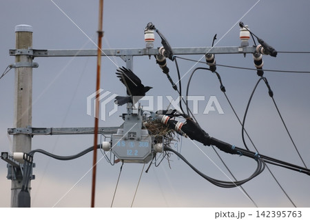電柱の変圧器周辺のカラスの巣 電柱の変圧器周辺のカラスの巣 142395763