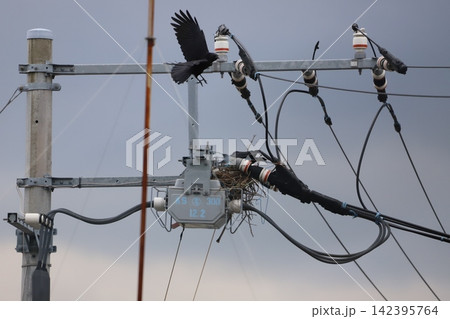 電柱の変圧器周辺のカラスの巣 電柱の変圧器周辺のカラスの巣 142395764