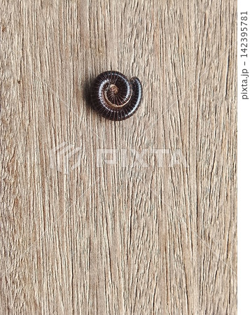 Curled Millipede on Rustic Wooden Background - Macro Close Up Curled Millipede on Rustic Wooden Background - Macro Close Up 142395781