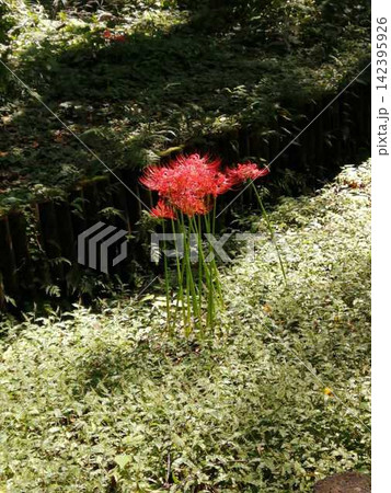 野に咲く彼岸花 野に咲く彼岸花 142395926