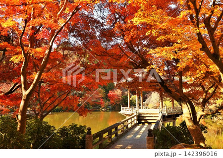 千葉県 秋の成田山公園 千葉県 秋の成田山公園 142396016