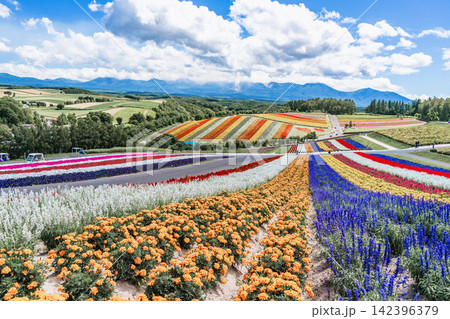 Panoramic view of vibrant rainbow flower fields and rolling hills in Shikisai no Oka with orange marigolds in foreground, Biei, Hokkaido, Japan Panoramic view of vibrant rainbow flower fields and rolling hills in Shikisai no Oka with orange marigolds in foreground, Biei, Hokkaido, Japan 142396379