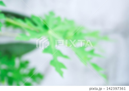 blur background or leaf background or blur papaya leaf background or green background or nature wallpaper blur background or leaf background or blur papaya leaf background or green background or nature wallpaper 142397361