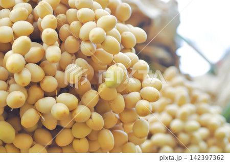 ARECACEAE, Date palm or Phoenix dactylifera L or dactylifera with fruit on the tree ARECACEAE, Date palm or Phoenix dactylifera L or dactylifera with fruit on the tree 142397362