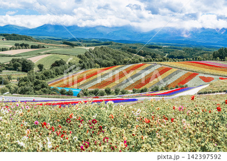 Panoramic view of vibrant rainbow flower fields and rolling hills in Shikisai no Oka with orange marigolds in foreground, Biei, Hokkaido, Japan Panoramic view of vibrant rainbow flower fields and rolling hills in Shikisai no Oka with orange marigolds in foreground, Biei, Hokkaido, Japan 142397592