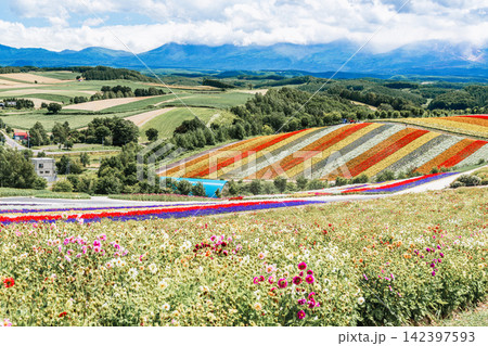 Panoramic view of vibrant rainbow flower fields and rolling hills in Shikisai no Oka with orange marigolds in foreground, Biei, Hokkaido, Japan Panoramic view of vibrant rainbow flower fields and rolling hills in Shikisai no Oka with orange marigolds in foreground, Biei, Hokkaido, Japan 142397593