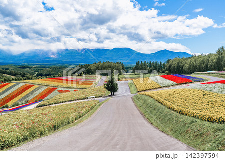Panoramic view of vibrant rainbow flower fields and rolling hills in Shikisai no Oka with orange marigolds in foreground, Biei, Hokkaido, Japan Panoramic view of vibrant rainbow flower fields and rolling hills in Shikisai no Oka with orange marigolds in foreground, Biei, Hokkaido, Japan 142397594