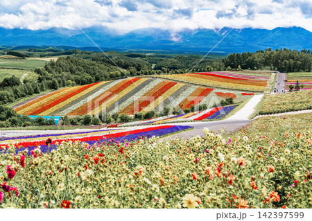 Panoramic view of vibrant rainbow flower fields and rolling hills in Shikisai no Oka with orange marigolds in foreground, Biei, Hokkaido, Japan 142397599