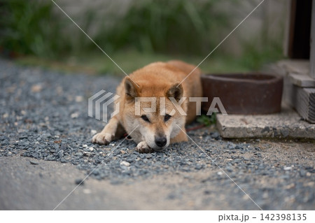 屋外でくつろぐ柴犬 日本犬の自然な姿 屋外でくつろぐ柴犬 日本犬の自然な姿 142398135