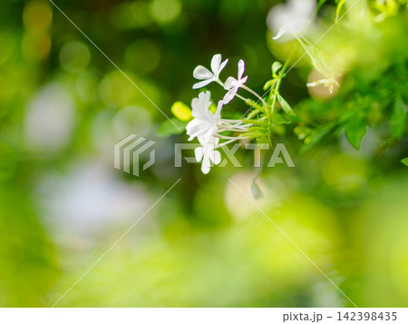 真夏の暑さに耐え涼しげなルリマツリの花 142398435