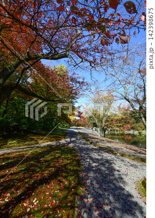 京都仙洞御所 南池 紅葉 京都仙洞御所 南池 紅葉 142398675