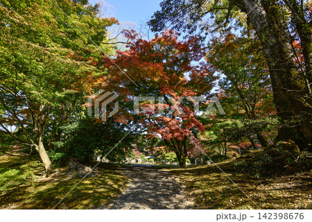 京都仙洞御所 南池 紅葉 京都仙洞御所 南池 紅葉 142398676