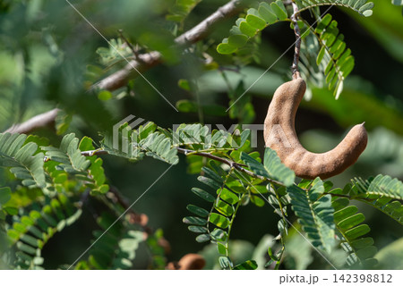 Ripe brown tamarind pod hanging from tree branch among fresh green leaves natural sunlight showing tropical fruit growth agricultural nature Ripe brown tamarind pod hanging from tree branch among fresh green leaves natural sunlight showing tropical fruit growth agricultural nature 142398812