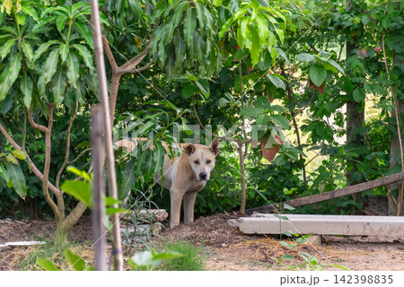 Brown stray dog standing alert among dense green trees tropical plants rural garden showing natural outdoor animal life quiet countryside surroundings 142398835