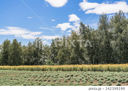 Panoramic view of vibrant rainbow flower fields and rolling hills in Shikisai no Oka with orange marigolds in foreground, Biei, Hokkaido, Japan Panoramic view of vibrant rainbow flower fields and rolling hills in Shikisai no Oka with orange marigolds in foreground, Biei, Hokkaido, Japan 142399199
