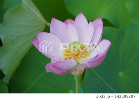 蓮の花 蓮の花 142399287