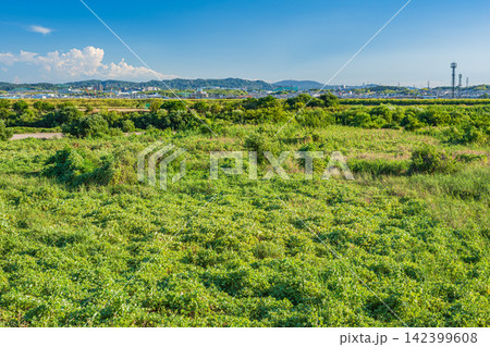 木津川河川敷風景 京都府久世郡久御山町 木津川河川敷風景 京都府久世郡久御山町 142399608