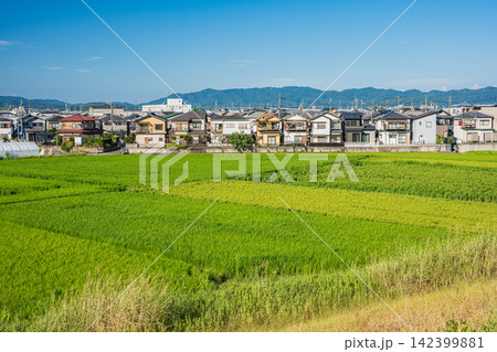 久御山町の田園風景 久御山町の田園風景 142399881