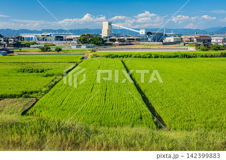 久御山町の田園風景 久御山町の田園風景 142399883