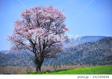 青空の下で満開を迎えた川湯の一本桜　北海道の春景色 142399898